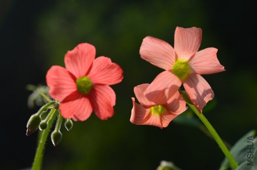 Oxalis sp.С�ٱ�20131020 001.JPG