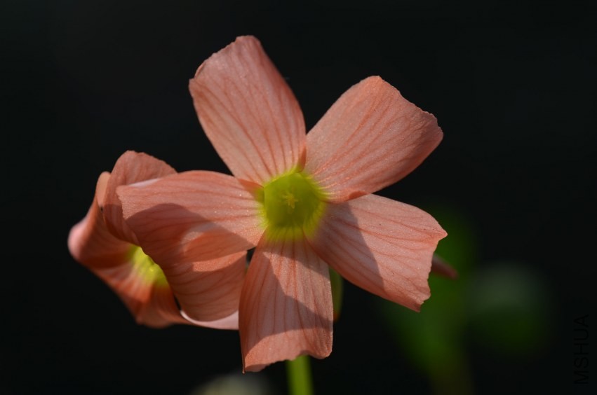 Oxalis sp.С�ٱ�20131020 002.JPG