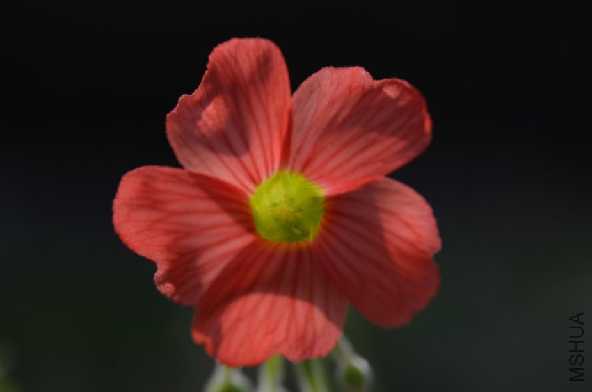 Oxalis sp.С�ٱ�20131020 003.JPG