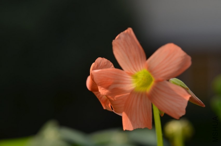 Oxalis sp.С�ٱ�20131020 005.JPG