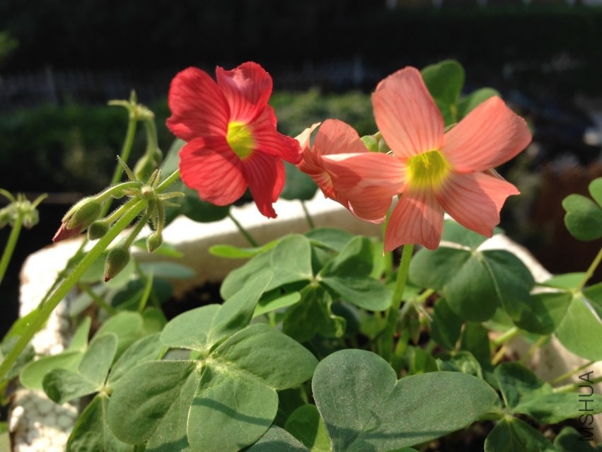 Oxalis sp.С�ٱ�20131020 006.JPG