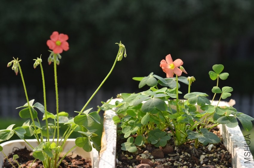 Oxalis sp.С�ٱ�20131020 004.JPG