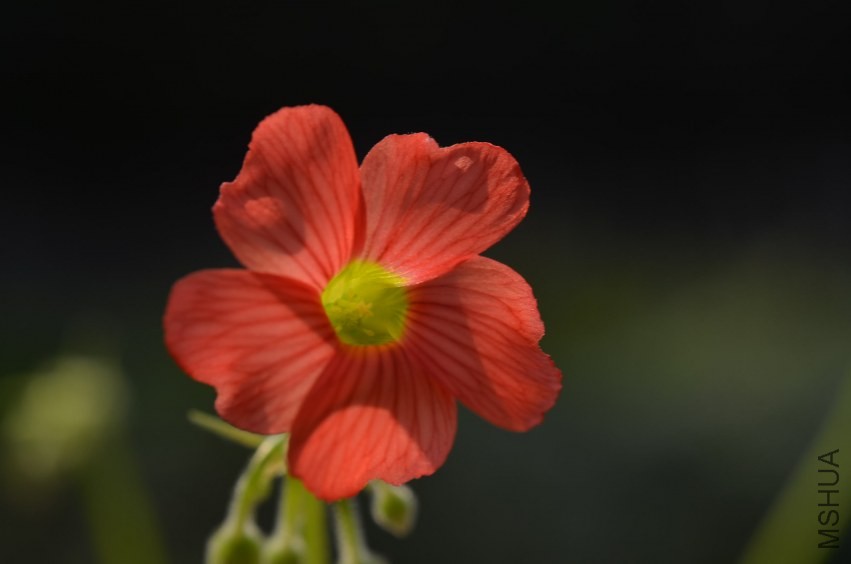 Oxalis sp.С�ٱ�20131020 007.JPG