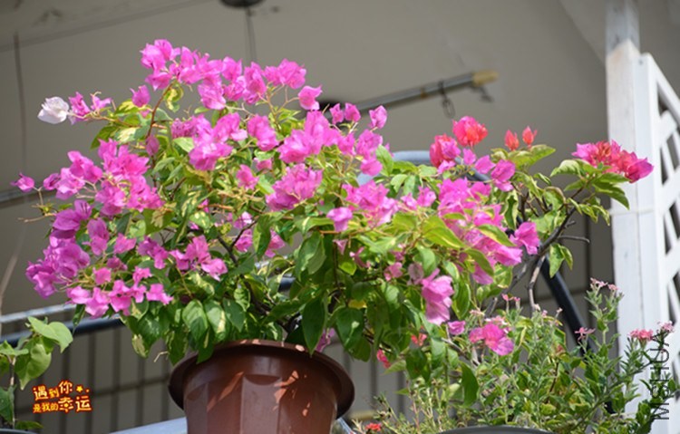 ��Ƭ 183_����.jpg