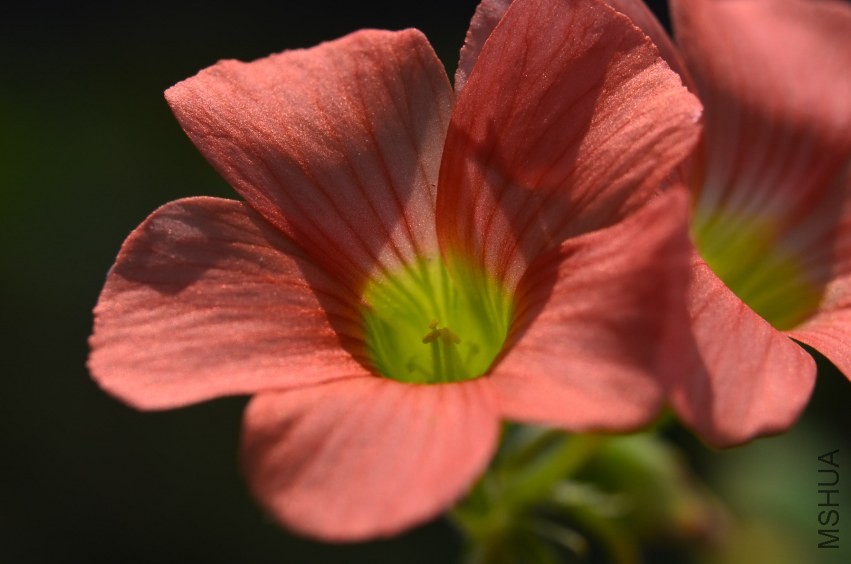 Oxalis sp.С�ٱ�20131020 013.JPG