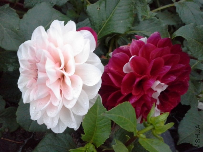 20131019_060510.jpg