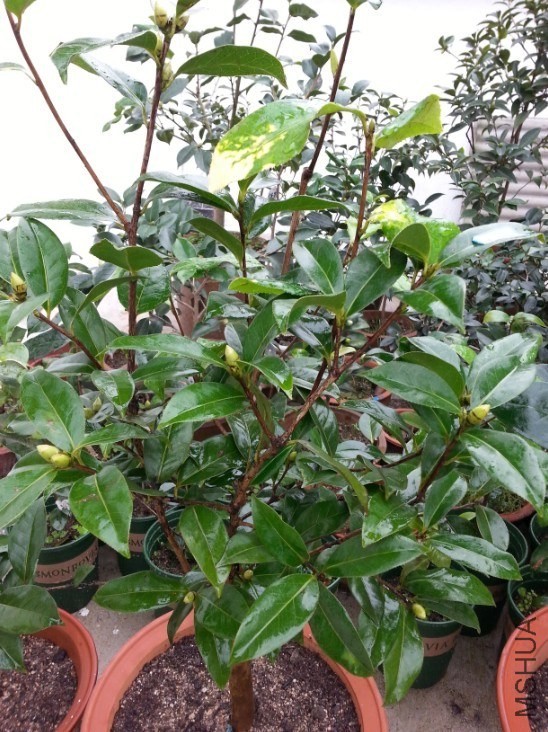 QQͼƬ20131021102733.jpg