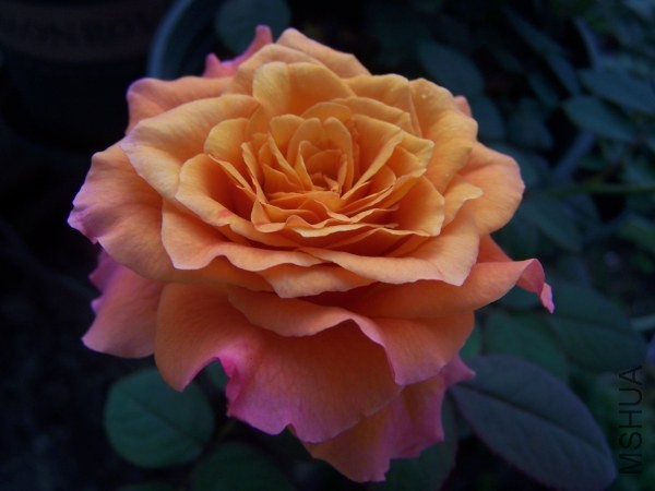 100_8570.jpg