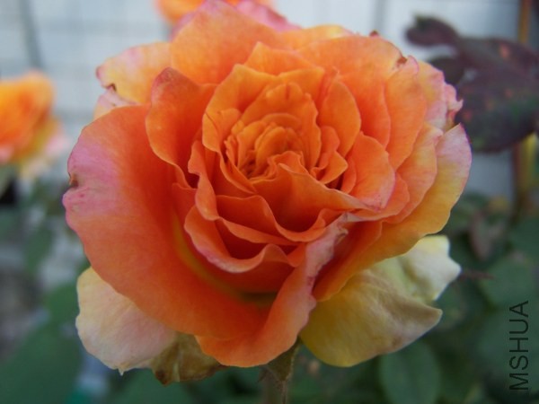 100_8573.jpg