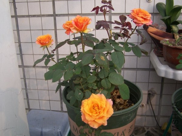 100_8571.jpg