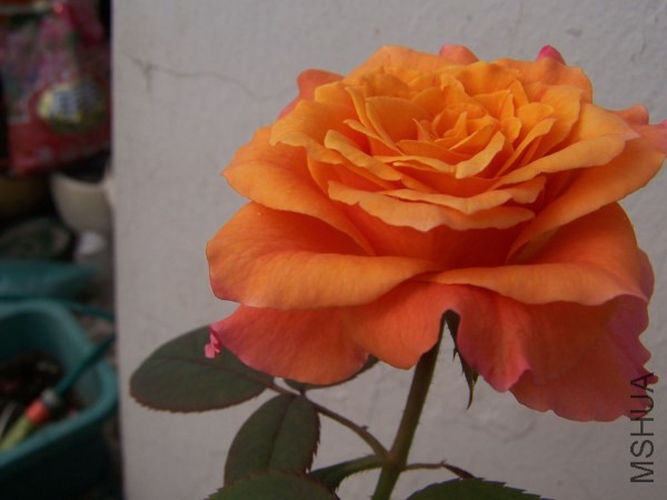 100_8577.jpg