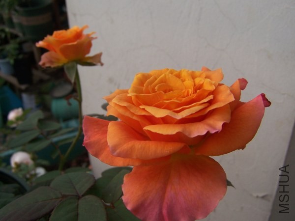 100_8576.jpg