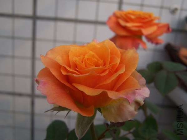 100_8575.jpg