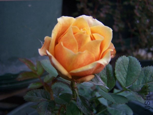 100_8579.jpg