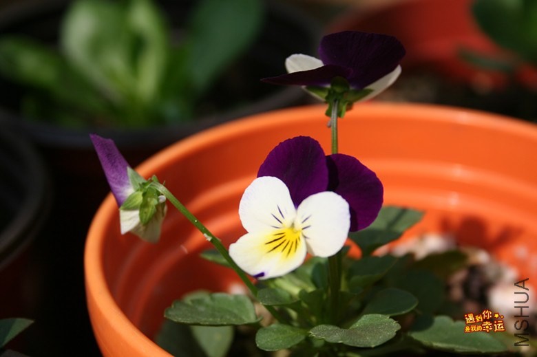 ��Ƭ 032_����.jpg