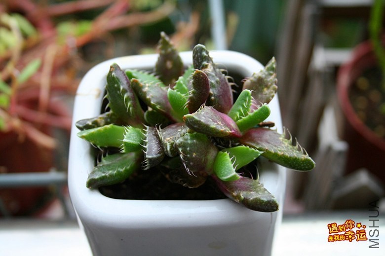 ��Ƭ 016_����.jpg