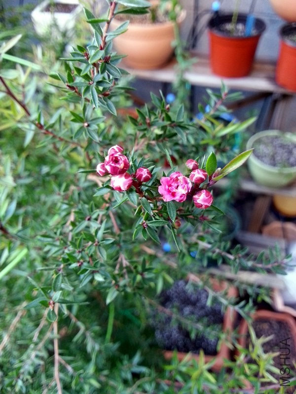 �ɺ�÷20131022A.jpg