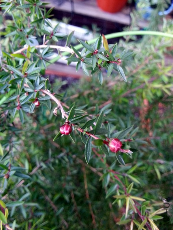 �ɺ�÷20131022B.jpg