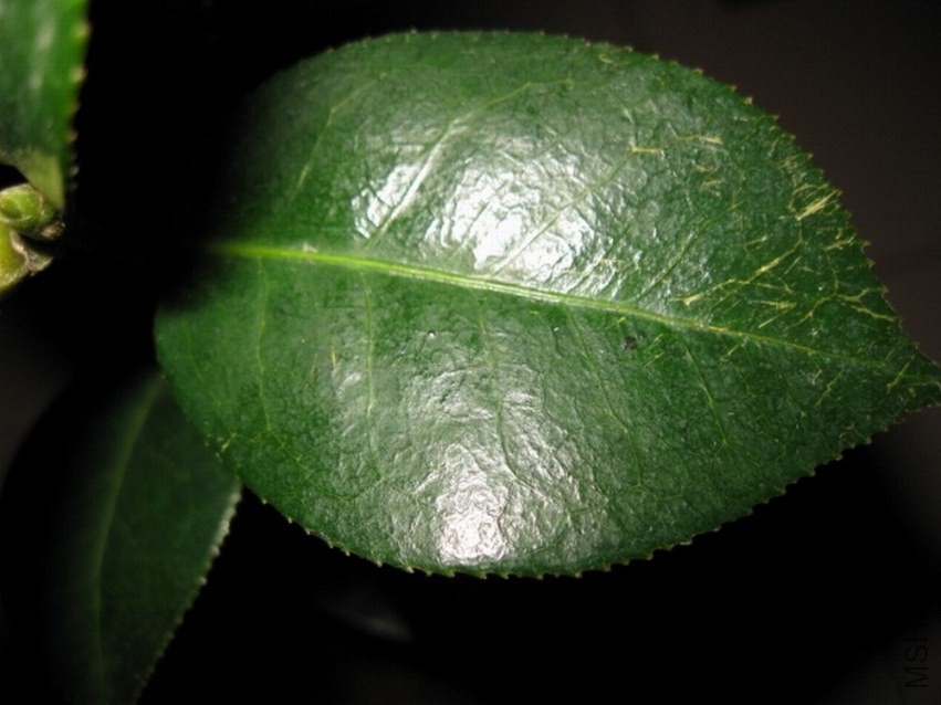 ���� (1).JPG