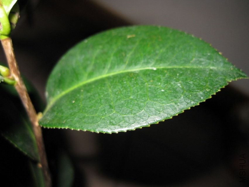 ���� (3).JPG