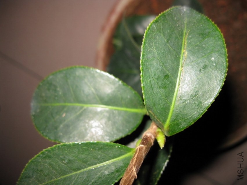 ���� (4).JPG