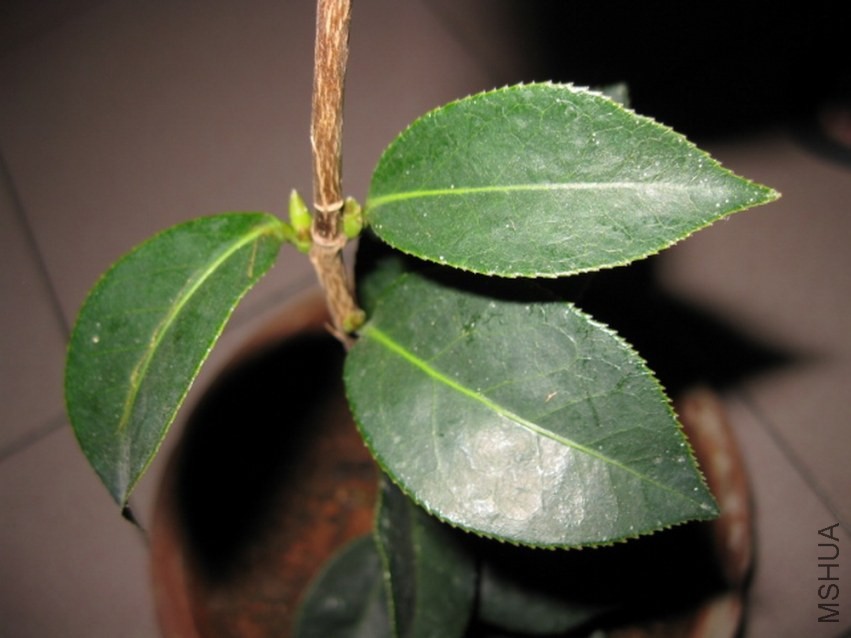 ���� (6).JPG