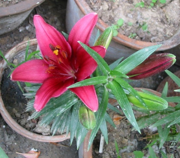 Lilium С��2.jpg