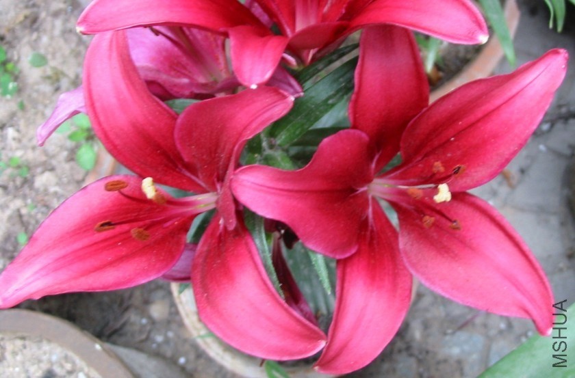 Lilium С��3.jpg