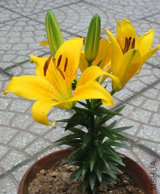 Lilium С�۷�2.jpg