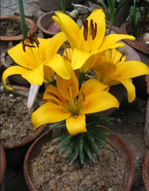 Lilium С�۷�3.jpg