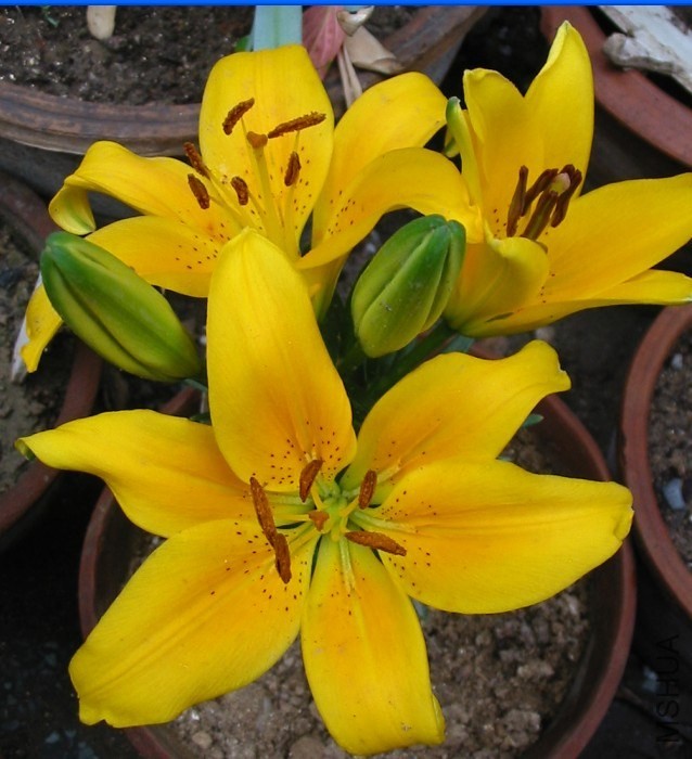 Lilium С�۷�.jpg