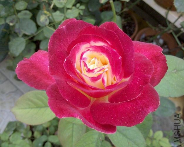 ˫ϲ2013-07-02.JPG