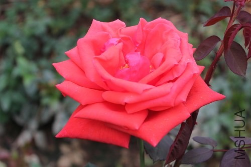 DPP_0029.JPG
