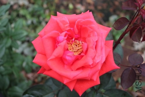 DPP_0030.JPG