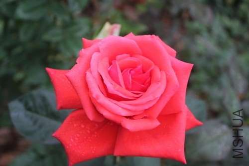DPP_0031.JPG