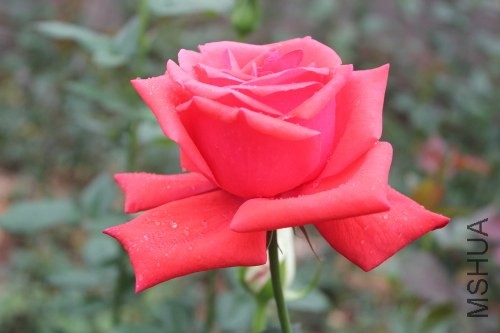 DPP_0032.JPG