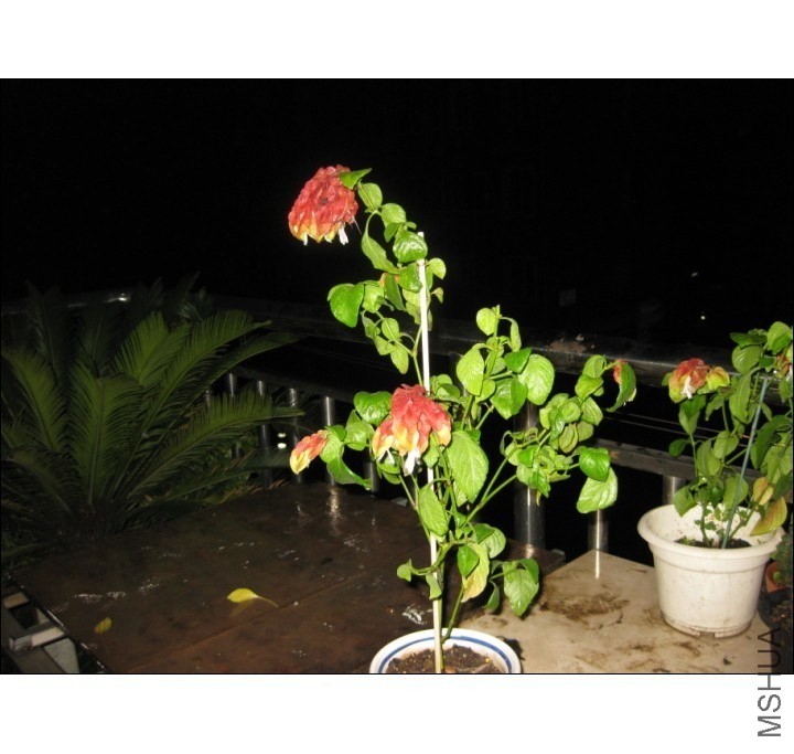 QQͼƬ20131008203713.jpg