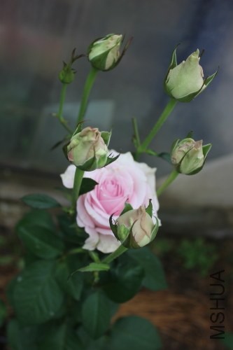DPP_0039.JPG