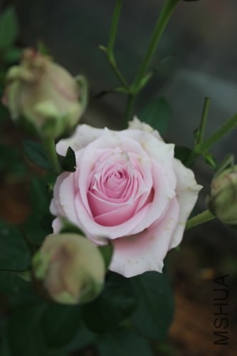 DPP_0040.JPG