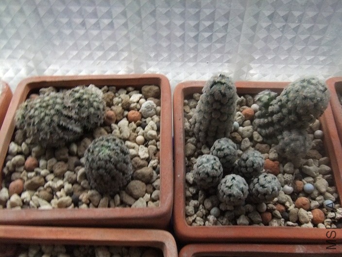 DSCF5325.JPG