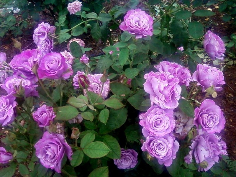 singin' the blue a.jpg