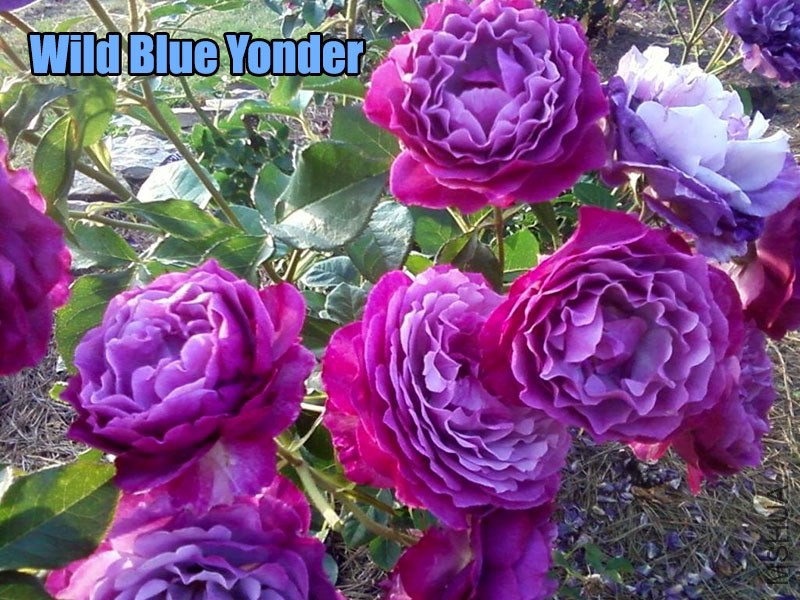 Wild Blue Yonder.jpg