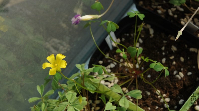 DSC04202.jpg
