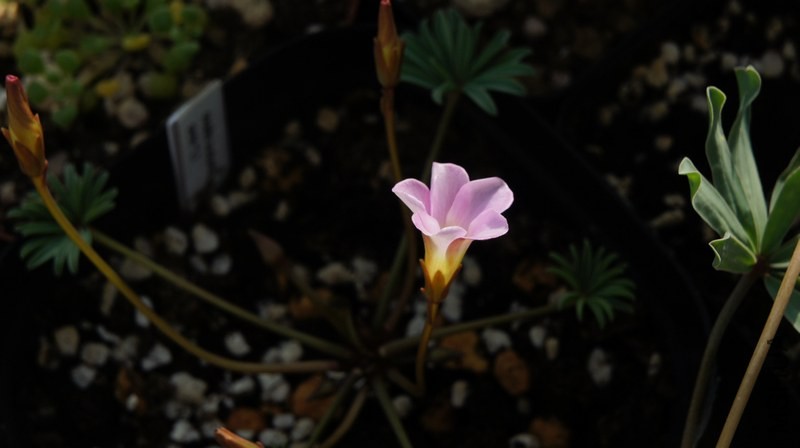 DSC04208.jpg