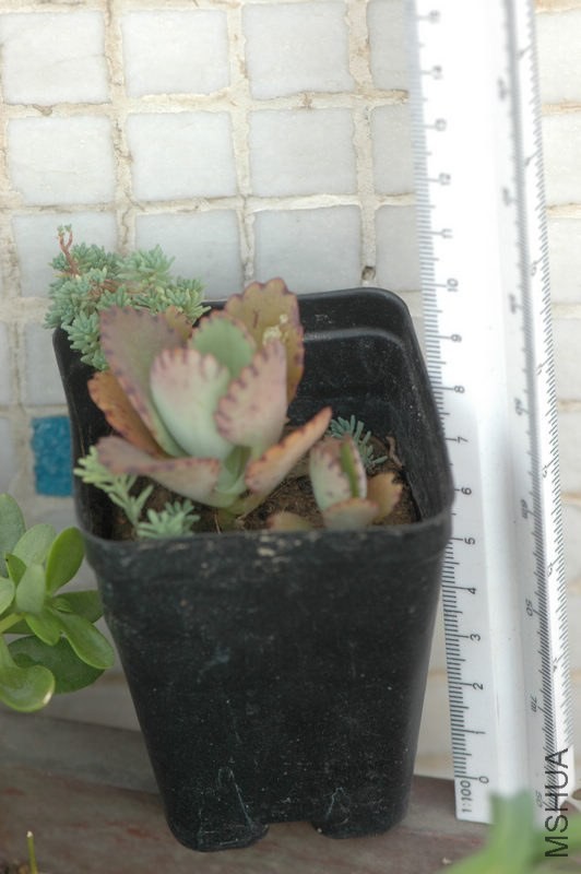 DSC_3643.jpg