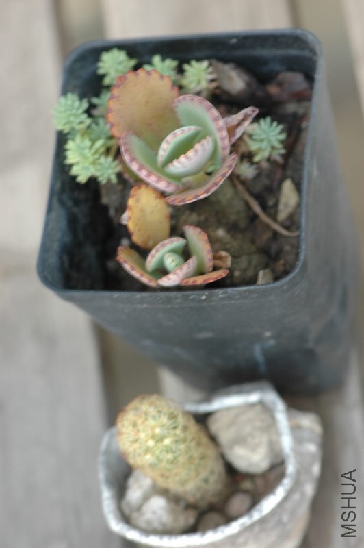 DSC_3647.jpg