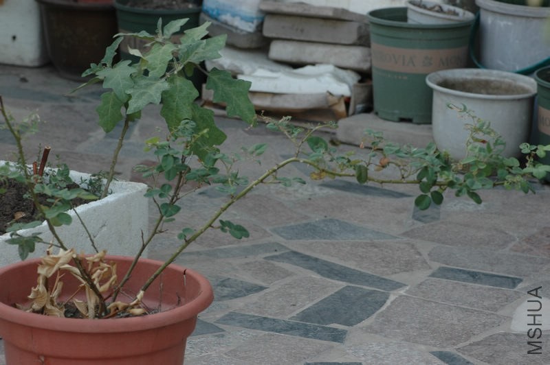 DSC_3656.jpg