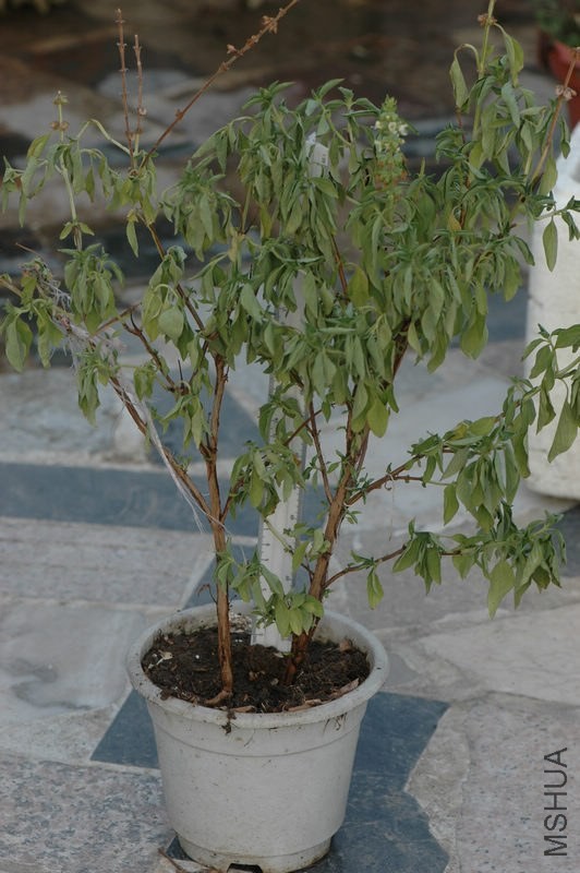 DSC_3658.jpg