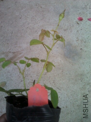 IMG20131024035408.jpg