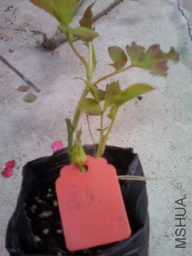 IMG20131024035736.jpg